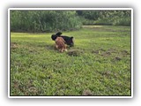 Englsh Toy Spaniel (380)