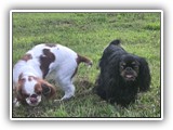 Englsh Toy Spaniel (389)