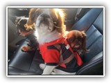 Englsh Toy Spaniel (42)