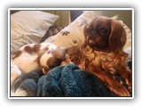 Englsh Toy Spaniel (51)
