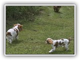 Englsh Toy Spaniel (557)
