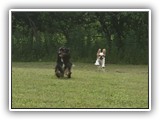 Englsh Toy Spaniel (563)