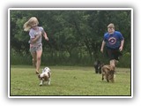 Englsh Toy Spaniel (574)