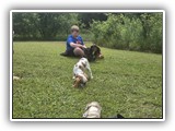 Englsh Toy Spaniel (582)