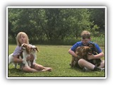 Englsh Toy Spaniel (591)