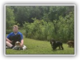 Englsh Toy Spaniel (596)