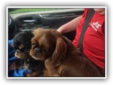Englsh Toy Spaniel (601)