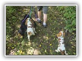 Englsh Toy Spaniel (641)