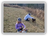 Englsh Toy Spaniel (71)