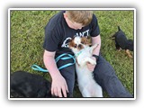 Englsh Toy Spaniel (786)