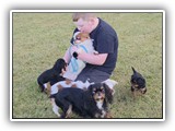Englsh Toy Spaniel (790)