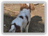 Englsh Toy Spaniel (820)