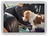 Englsh Toy Spaniel (849)