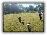 Englsh Toy Spaniel (861)