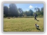 Englsh Toy Spaniel (865)