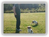 Englsh Toy Spaniel (871)