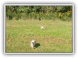 Englsh Toy Spaniel (874)