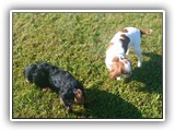 Englsh Toy Spaniel (888)