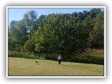 Englsh Toy Spaniel (891)