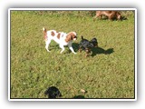 Englsh Toy Spaniel (896)