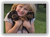 Englsh Toy Spaniel (904)