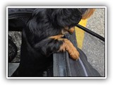 puck litter (107)