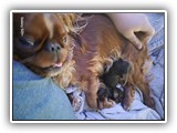 puck litter (11)