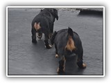 puck litter (112)