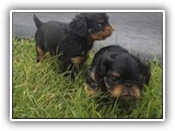 puck litter (113)