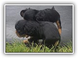puck litter (114)