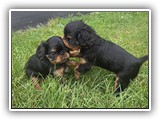 puck litter (122)