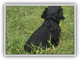 puck litter (129)