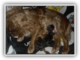 puck litter (14)