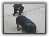 puck litter (165)
