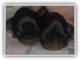 puck litter (19)