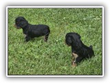 puck litter (190)