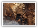 puck litter (23)
