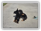 puck litter 2 (38)